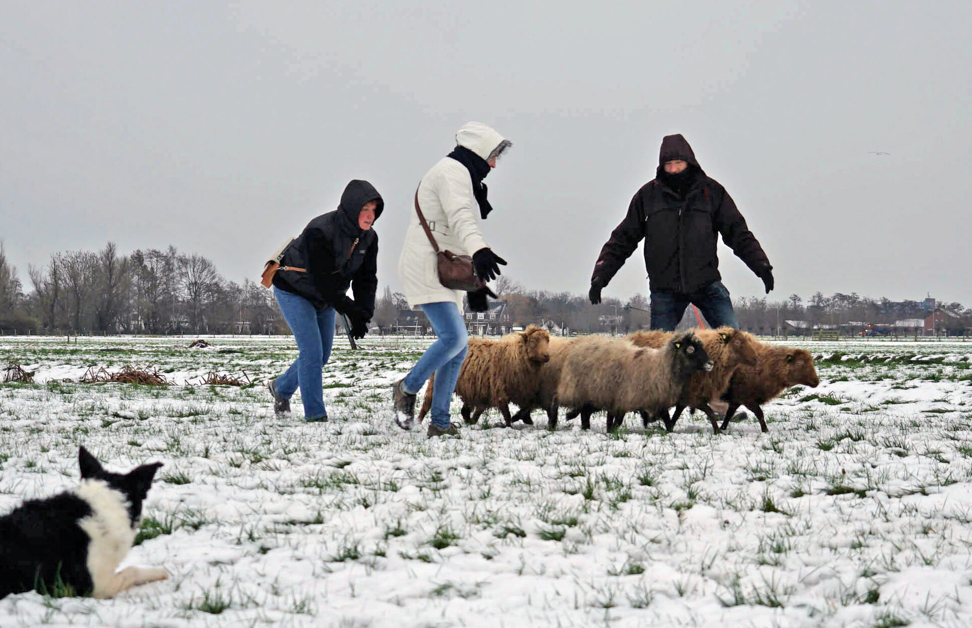 Workshop schapendrijven in de winter