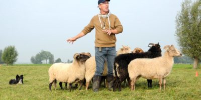 Workshop schapendrijven door een ervaren schapendrijver