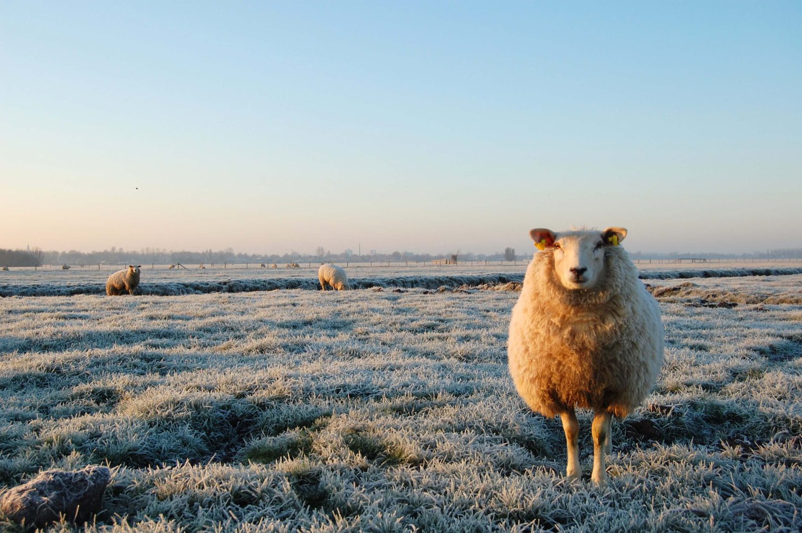 Weide op de winterboerderij | Boerderij De Boerinn